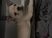 Reduced! Cream male frenchie️