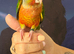 Hand reared tame yellowsided gcc (12)