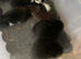 Lovely lops