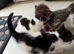 Beautiful Fluffy Kittens - 2 Months Old