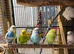 Budgies