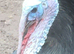 STILL WANTED A Trio of Heritage Bronze Turkeys