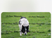 Stunning Collies