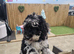 Blue merle cockapoo