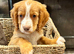 4 lovely health tested puppies