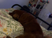 Chow chow cockapoo