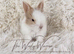 LAST TWO FULLY VACCINATED LIONHEAD BROTHERS