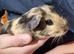 Californian cross male guinea pigs