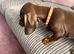 Mini Dachshund Boy