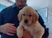 11 weeks old golden Retriever