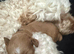 Cockapoo boys