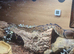 Ball python 5years old