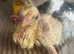 Egg Incubation Service - Hatch Your Own Chicks!