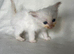 Beautiful Persian Kittens Looking for Their Forever Homes