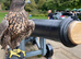 Lovely female Gyr saker for sale