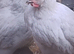 French Silver Lavender Marans Young Cocks