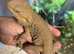 18 month old male bearded dragon