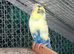 Adult male budgie