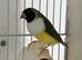 Gouldian Finches for sale
