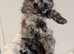 Gorgeous 3/4 maine coon kittens, each come with kitten pack