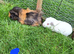 Male guinea pigs for sale