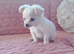 Cream and white long haired chihuahua boy