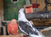 cockatiels for sale