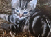 2 kitten for sale