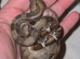2x baby boas