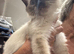 loving ragdoll kittens