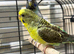 Black wing green female