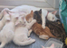 Cute kittens