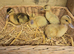 Mini Silver Appleyard ducklings