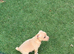 Last cream miniature boy