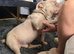 American pocket bully for sale