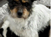 Litter of Sealyham cross cairn terrier puppies
