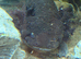 4 male Axolotls for rehome in their tank
