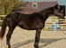 Kind yet Incredibly talented filly.