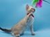 TICA Registered – Beautiful Snow Lynx Bengal Girls Available