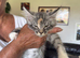 Female Mainecoon kitten for sale