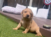 Stunning Labrador pups