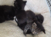 Russian blue tabby babies