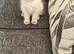 Beautiful blue ragdoll boy