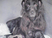 1st vaccine&rsquo;s & READY NOW Miniature Patterpoo&rsquo;s