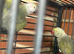 Proven pair with breeding g cage
