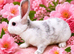 Mini plush lop x mini rex. 2 baby girls ready june 18th