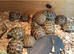 Baby horsefield tortoises