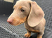 KC registered Miniature Dachshund puppy’s