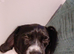 9 week old female springer spaniel