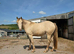 Unique Champagne 3yr old Gelding